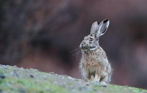 男子捡回兔子繁殖百只，男子捡回兔子繁殖百只兔子视频（繁殖能力如此爆表）