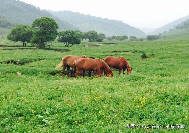 陈仓是现在的哪里，陈仓是现在哪里（你知道“陈仓”在哪里吗）