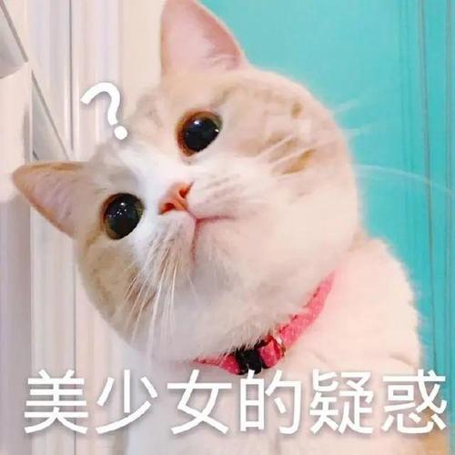好听的布偶猫高端名字，猫名怎么取比较旺主人（你家猫咪名字有上榜吗）