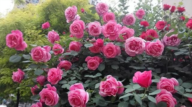 庭院喜阳植物，不同光照民宿花园或农场庭院内30种喜阴、喜阳植物