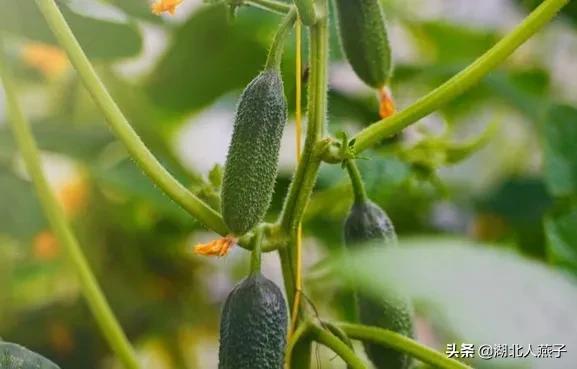 端午节吃啥，端午节吃什么（还要吃3菜2肉2果）