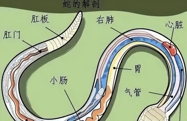 打蛇打七寸是什么意思，打蛇打7寸真的可行吗（俗语：“打蛇打七寸”）