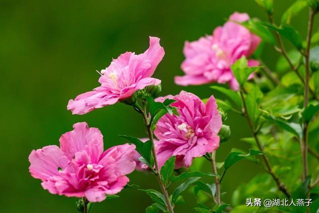 菜图片大全大图，饭店菜谱大全带图片（这43种时令野菜大量生长出来）
