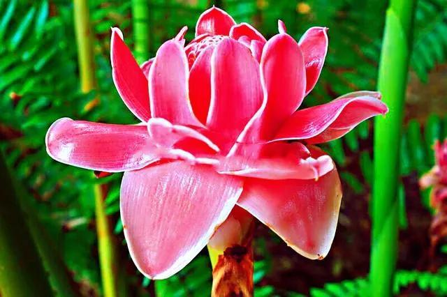 鲜花图片，鲜花图片下载 免费（分享图片：60款精美花卉图）