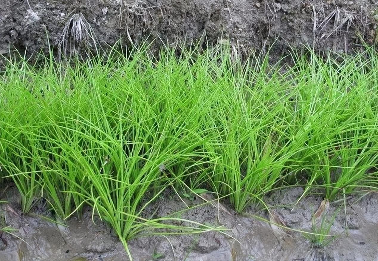 中华水韭的作用(水韭) - 行就行