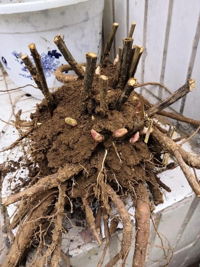 牡丹花简介，圣代牡丹花简介（有“3怕”要避开）