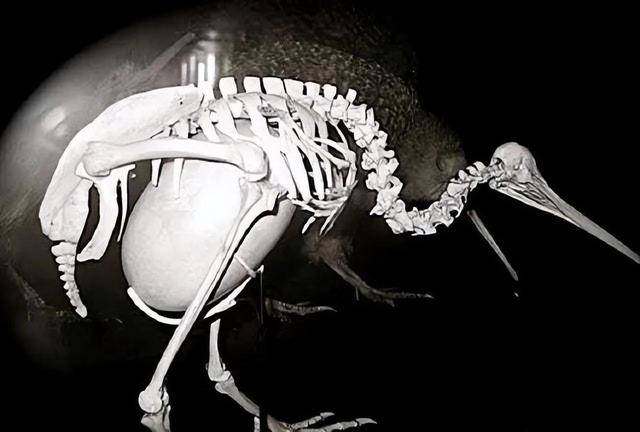 海母和水母区别，海母和水母图片大全（罕见的36张照片）