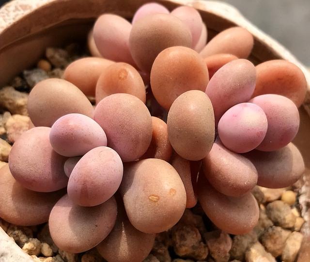 桃蛋夏天为什么必死，桃蛋为什么叫桃蛋（为何如今屡屡遭人嫌弃）