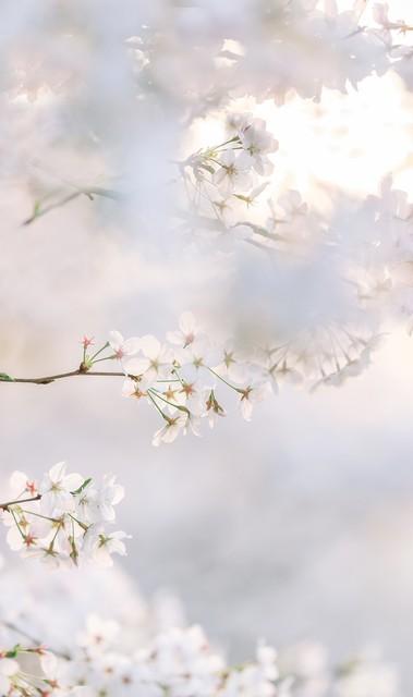 杭州西湖在哪里，杭州西湖在哪个省哪个市区（杭州西湖）