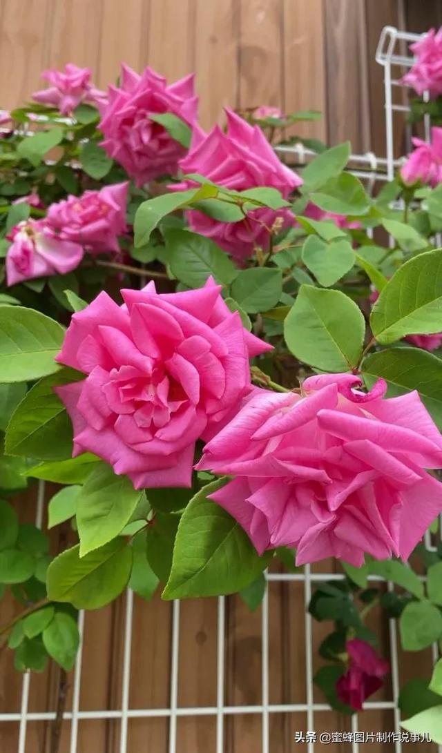 风景美图，风景美图壁纸（鲜花争艳，美景如画，过目不忘）