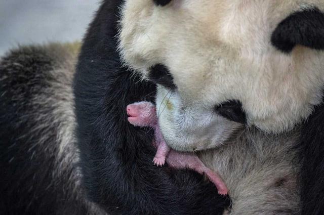 苦奮甘來的動物,十年寒窗將過去,苦奮甘來想榮華指什麼生肖(大熊貓是