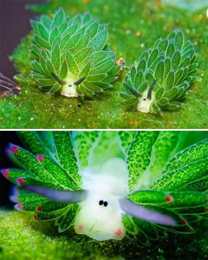罕见深海章鱼捕食瞬间曝光，50张惊悚水下生物照揭示未知恐怖生态奇观