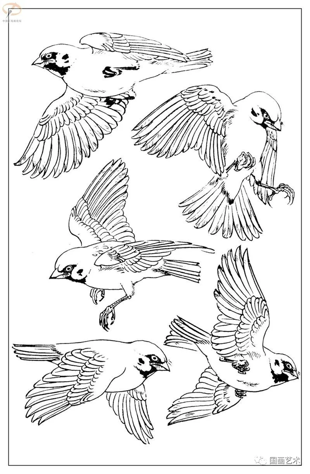 火的简笔画图片，火焰怎么画简笔画图片（画鸟参考——白描麻雀百图）