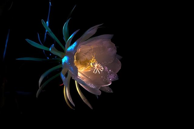 世界上最漂亮的花，世界上最漂亮的十种花（世界上最美的花，只为他开放）