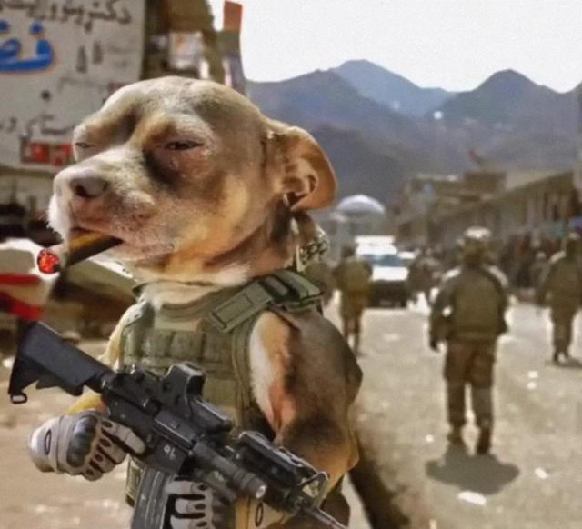 可爱的小动物图片，可爱的小动物头像微信（可爱的动物头像）