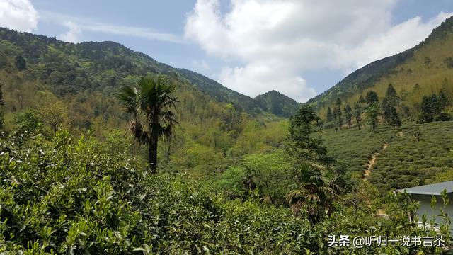 怎么样分辨金骏眉茶真假，如何辨别金骏眉茶叶的真假（你买的金骏眉是真还是假）