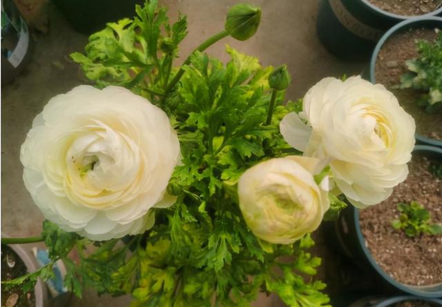 花毛茛如何种植，花毛茛怎么种（比月季还好看、好养）