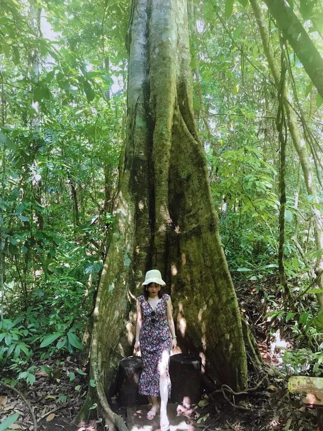 望天树，中国最高的树——望天树（望天树景区旅游攻略）