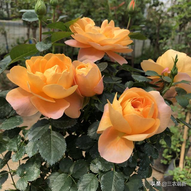 月季花的生长过程，月季从播种到发芽、长叶、开花的全过程（附带图片大全和种植方法）
