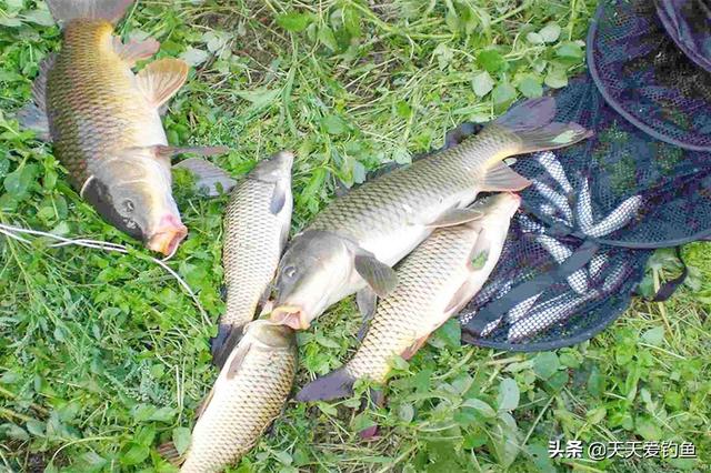 钓鱼技巧全攻略，如何钓鲫鱼钓鱼技巧全攻略（钓鱼技巧：4个实用野钓技巧）