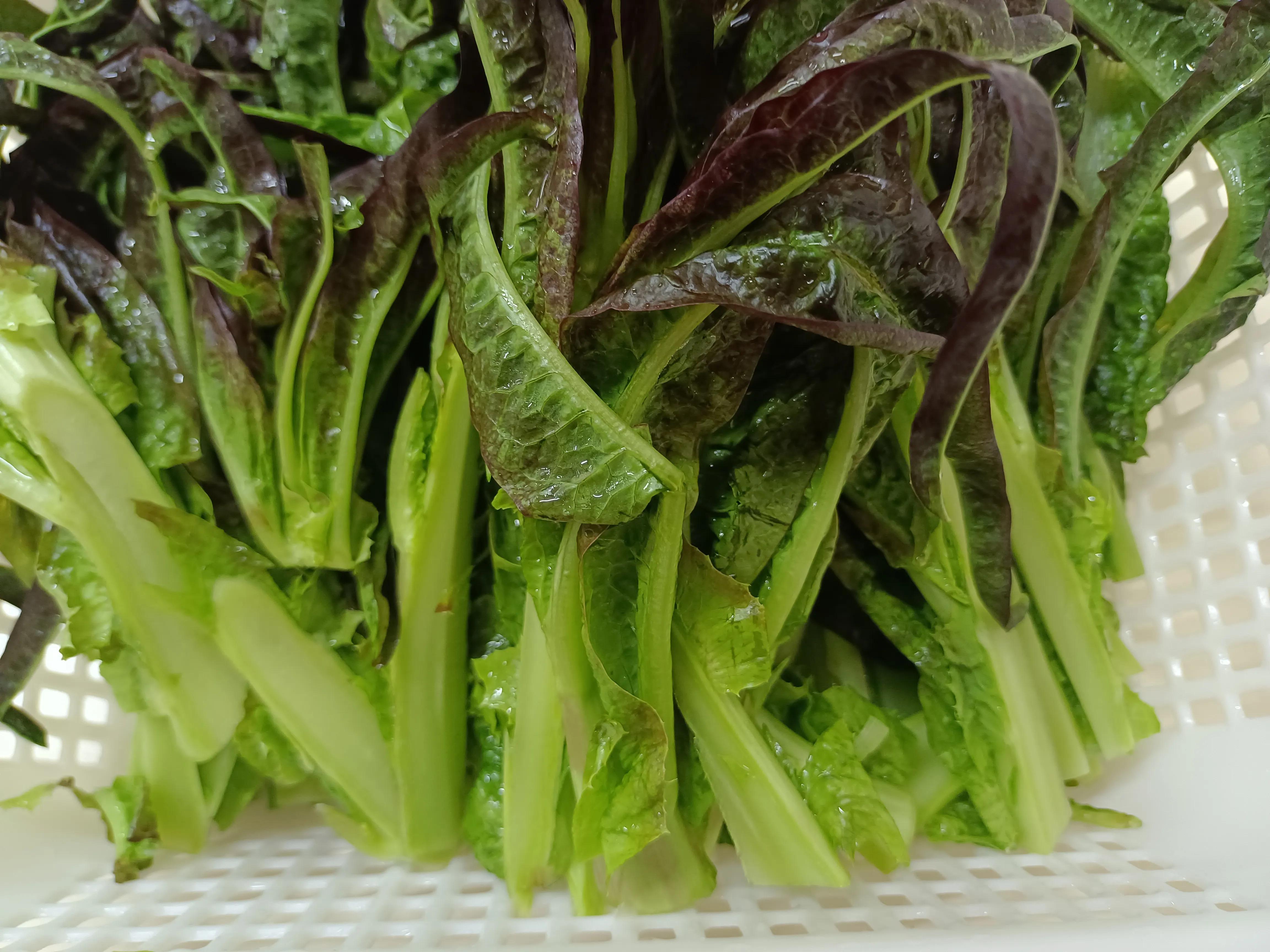 如何爆炒 凤尾菜?