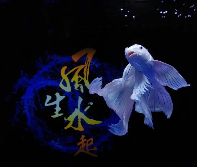 过滤棉多久换一次，鱼缸过滤棉多久换一次（观赏鱼就长命百岁了）