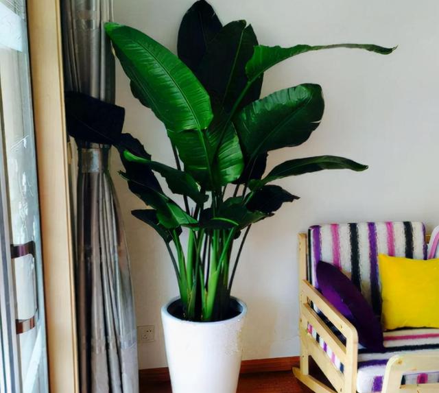 客厅适合养的8种植物，客厅适合养的8种植物图片（8种“吸毒花”）