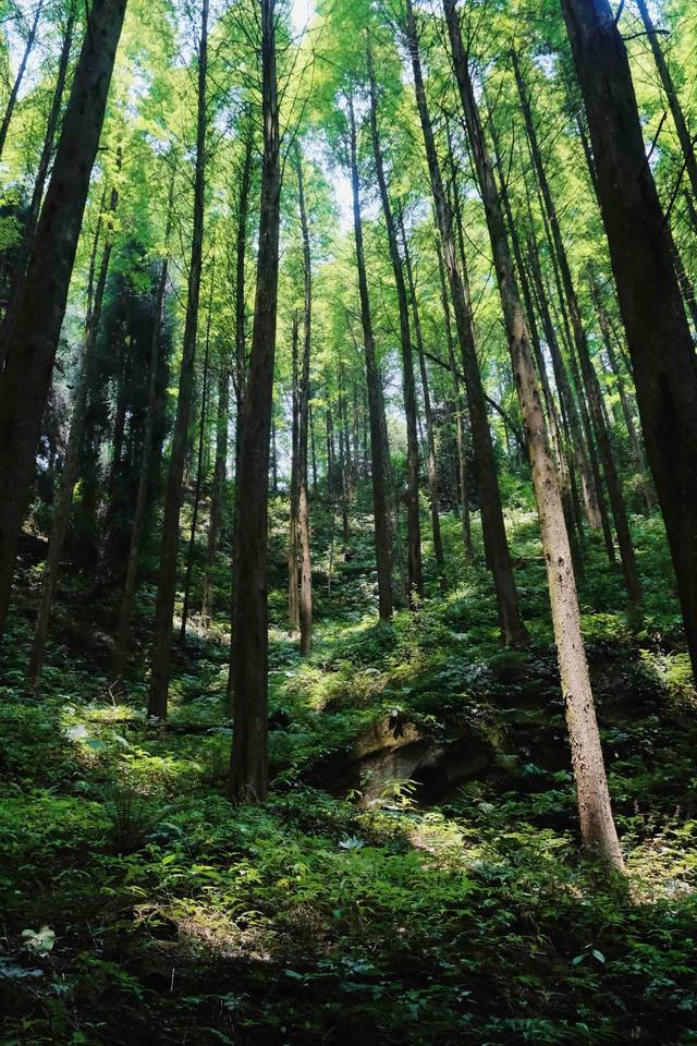 什邡市景点，什邡景点旅游景点（成都周边绝美“禁林”）
