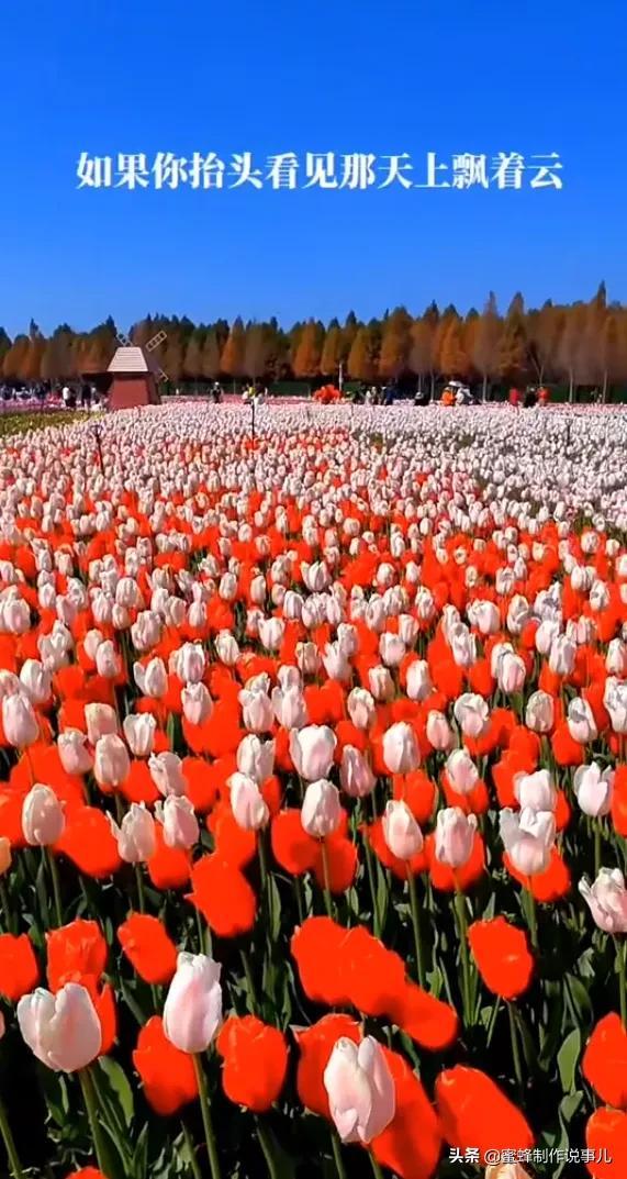 适合做微信头像的花朵图片，微信头像风景花朵图片     春暖花开（春暖花开的季节，美如仙境）