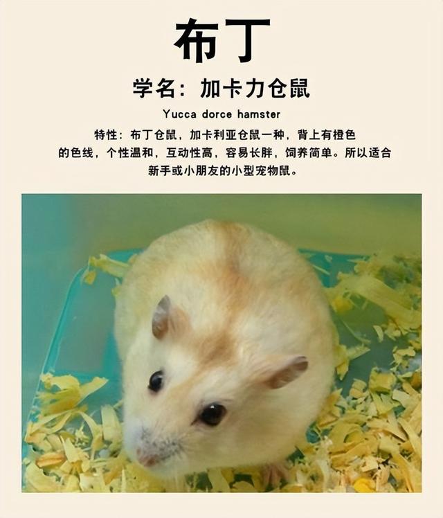 新手如何养仓鼠，新手如何养仓鼠,注意这五点,仓鼠不容易生病（纯新手如何养仓鼠）