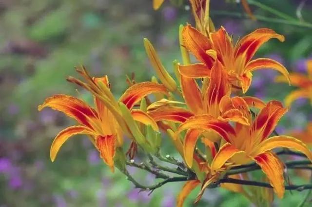 过了这么多年母亲节，中国的母亲花你听说过吗，过了这么多年母亲节（中国“母亲花”）