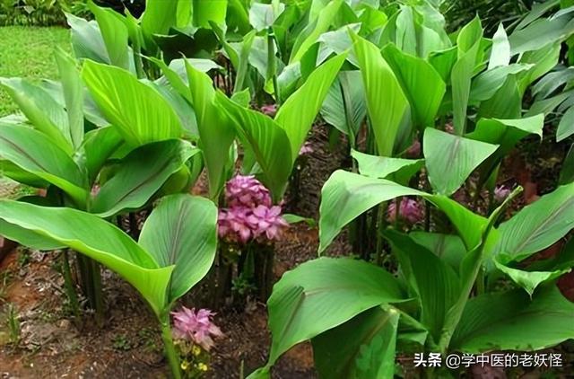 莪术的功效和作用及禁忌，莪术的功效与作用禁忌（破血行气的莪术）