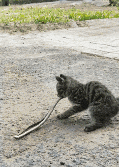 最可爱好养的小动物，猫界最值得养的6种猫