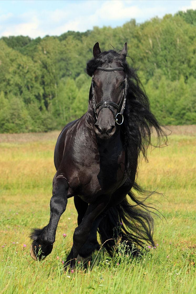 马的种类有普氏野马,它是现存唯一的马的野生种,栖息于山地草原和荒漠