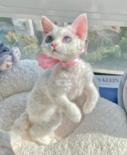 猫咪的品种有哪些，什么猫咪好看又好养