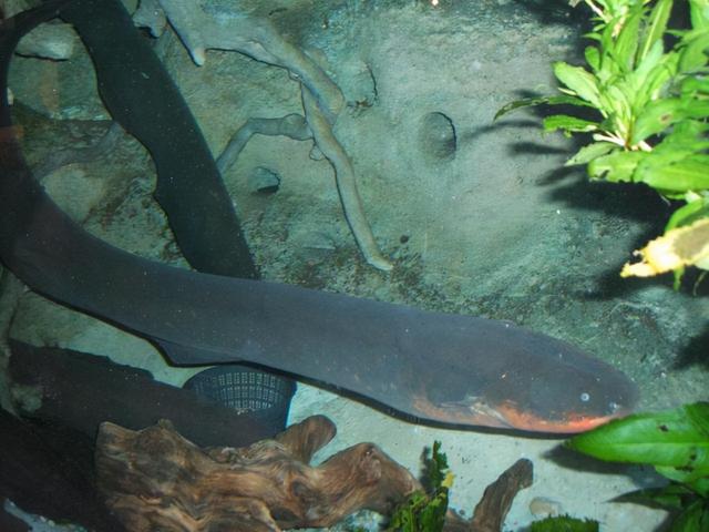 世界上最恐怖的鱼类是什么，世界上最恐怖的鱼是什么鱼,排行榜（十大恐怖生物告诉你）