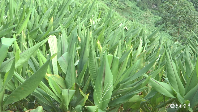 黑心姜的功效与作用，白姜的功效与作用图片（金平：春耕正当时 种姜来致富）