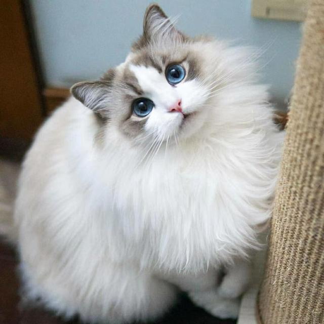 布偶猫和蓝猫各自有什么特点，蓝猫好还是布偶猫好（“英短”和“布偶”哪个好）