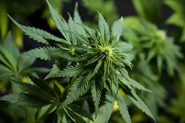 海洛因,甲基苯丙胺,吗啡,可卡因等麻醉药品和精神药品的原植物