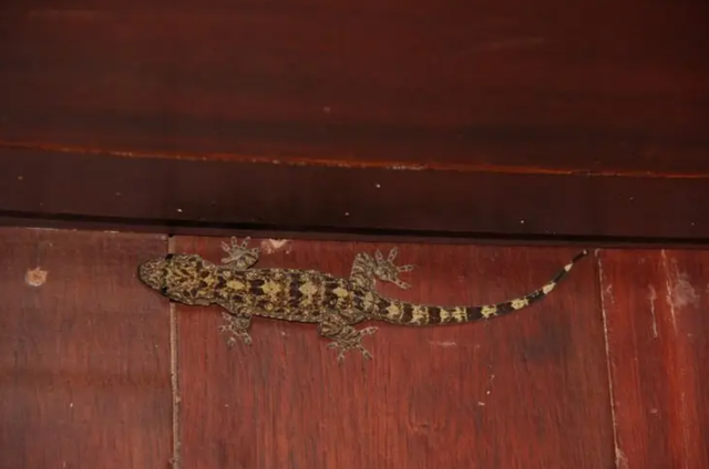 壁虎的寿命，壁虎的寿命有10年吗（为何能位居“五毒”之一）