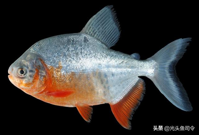 为什么大多数鱼的背部黑腹部白，为什么鱼的腹部是白的（钓条不认识的鱼）