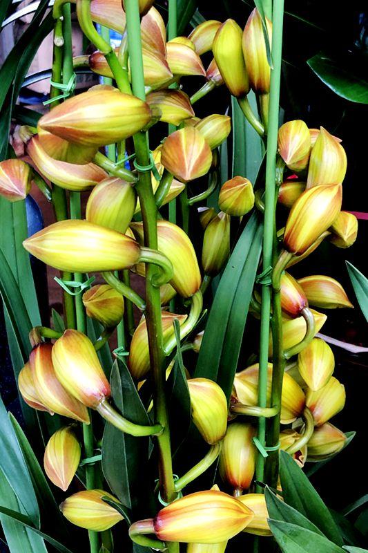 麒麟花的寓意是什么，客厅摆放麒麟的图片（海南迎春花市年味渐浓）