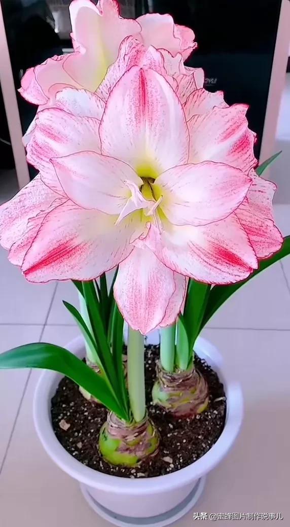 风景美图，风景美图壁纸（鲜花争艳，美景如画，过目不忘）