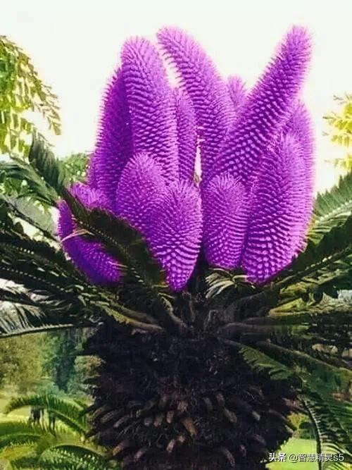 铁树开花的方法，铁树开花的方法有哪些（铁树开花了，也有芬芳的一天）