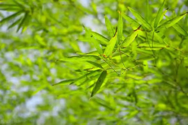 格物致知的意思，格物致知的含义（古今都错解的〖格物致知〗究竟是何意）