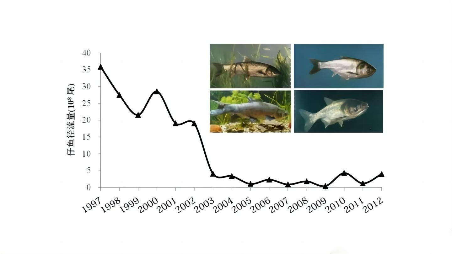 著名的十大名贵淡水鱼，我国五大淡水名贵鱼（“四大家鱼”基因受到威胁）