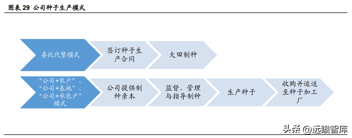 登海先锋种业（玉米种子领军企业）