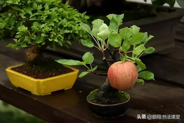 8种天然盆景大全，18个·高颜值盆景，太惊艳了