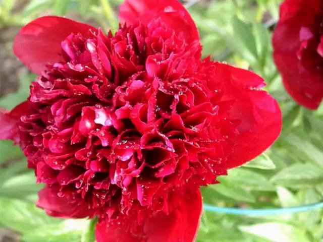 花，花好月圆人长久（72种鲜花欣赏图片）