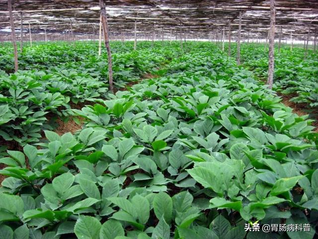 曼陀罗花的图片，曼陀罗花是什么（301味中药材的原植物彩色图谱）